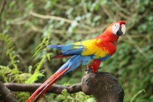 birds, exotic, waterfall-3555586.jpg